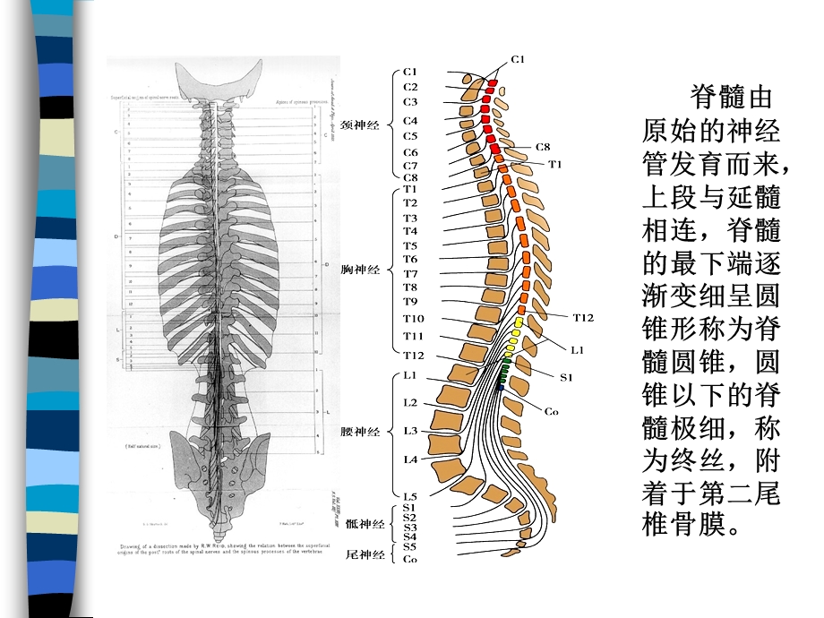 脊髓病基础知识.ppt_第2页