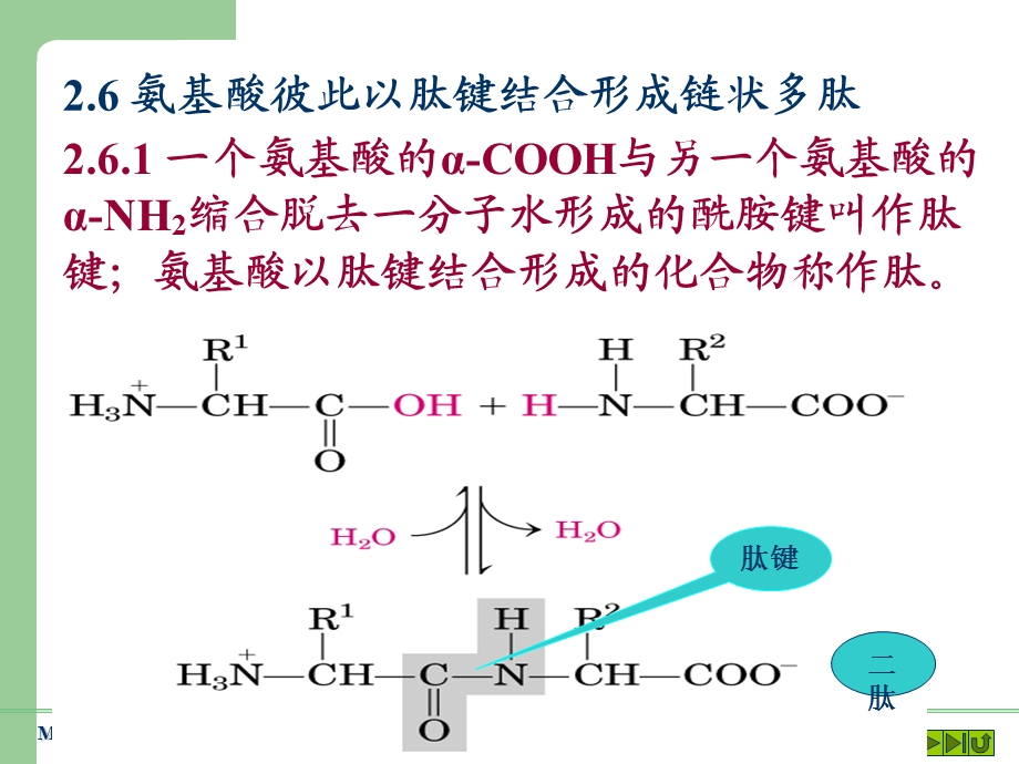 蛋白质的一级结构.ppt_第1页