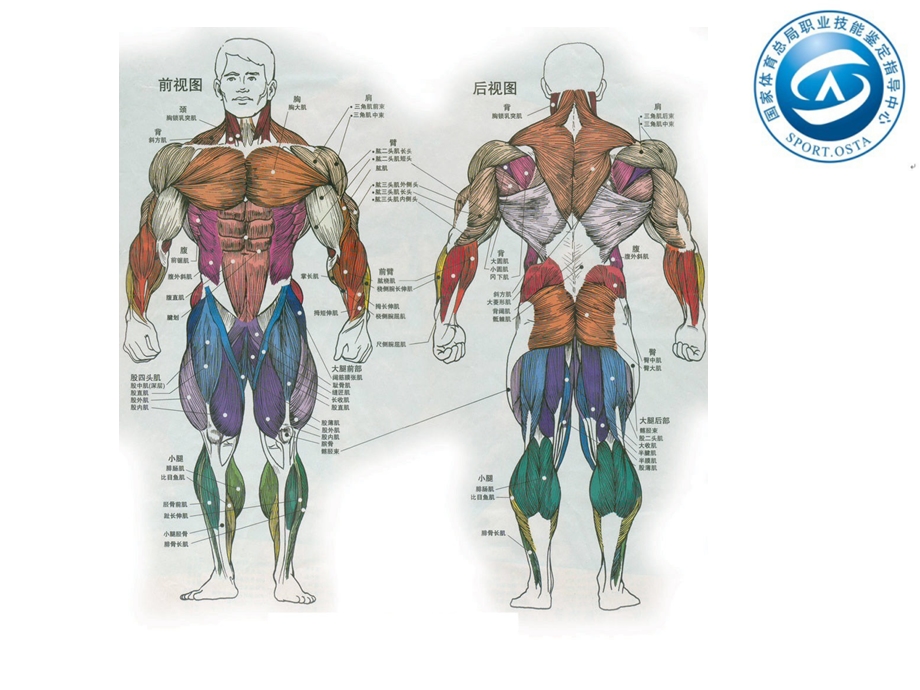 国职初级肌肉功能解剖.ppt_第2页