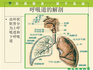 呼吸系统疾病及用药.ppt