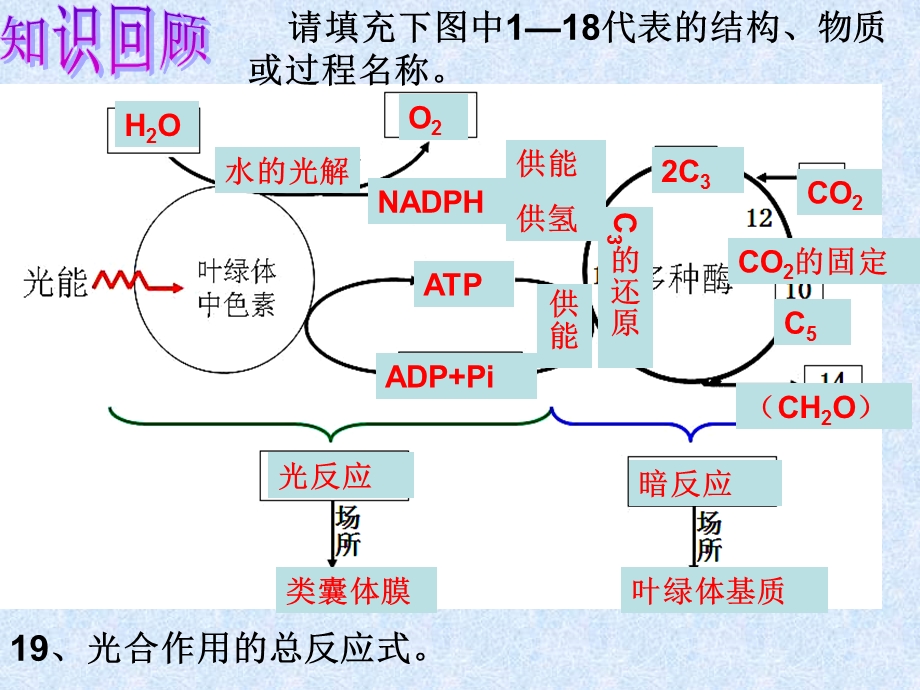 光能的捕获与利用(三).ppt_第1页