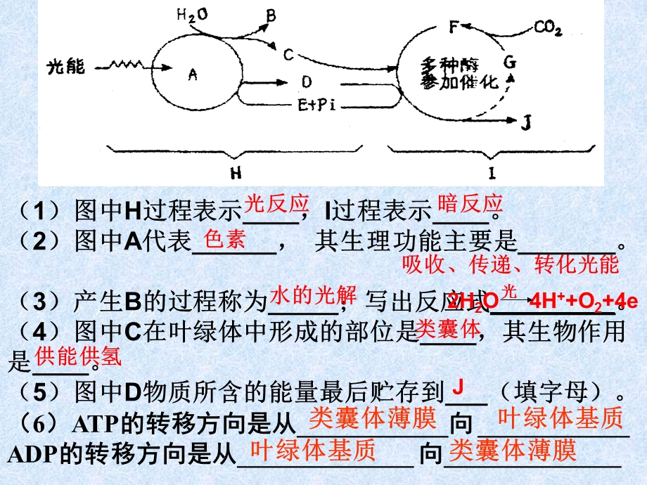 光能的捕获与利用(三).ppt_第2页