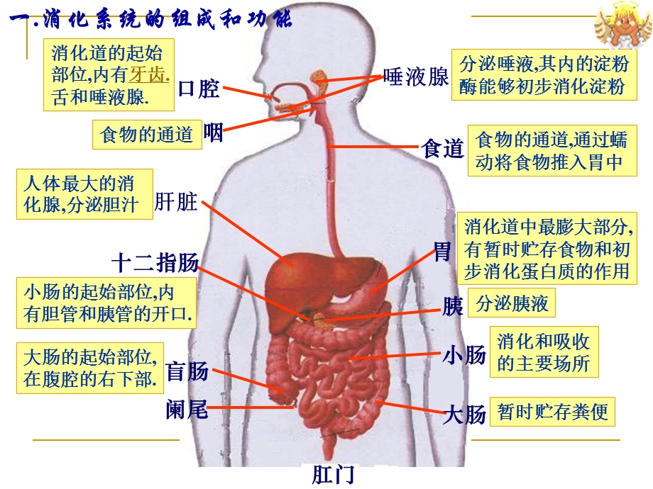 学前儿童消化系统及其保育要点.ppt_第3页