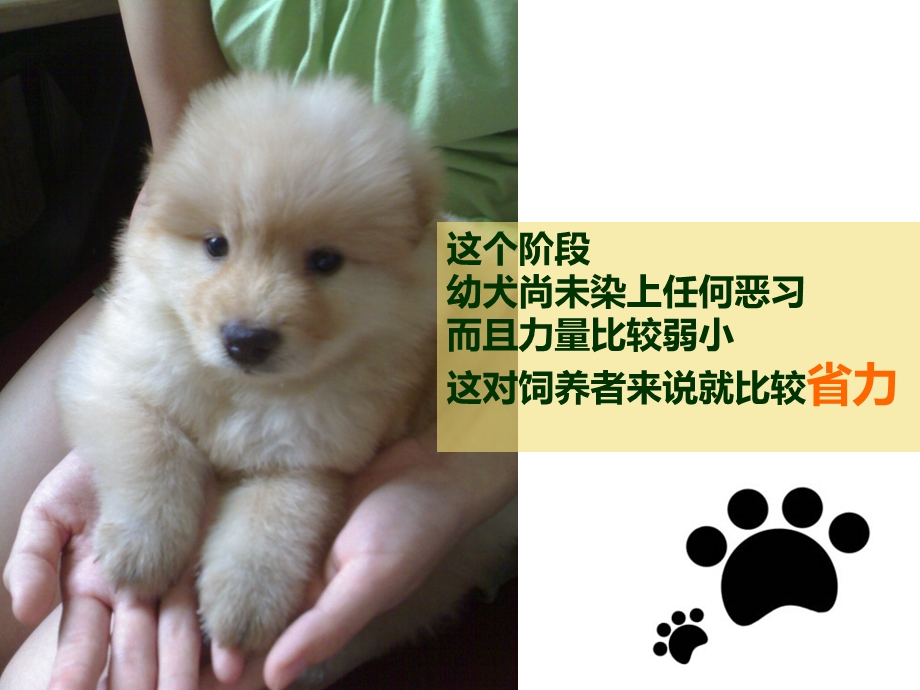 犬的最佳训练期.ppt_第3页