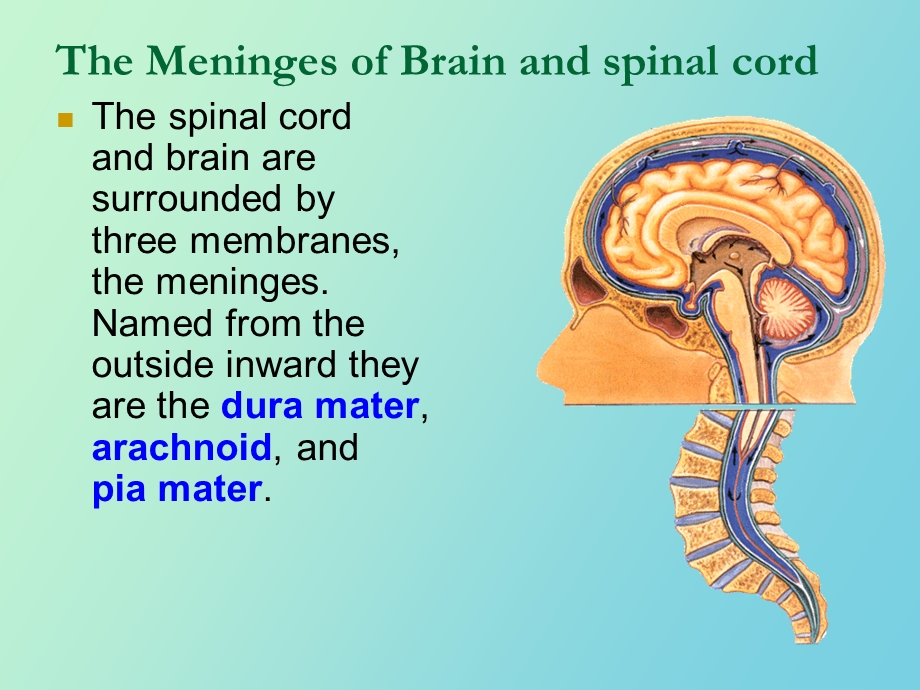 脑的被膜和脑脊液.ppt_第2页