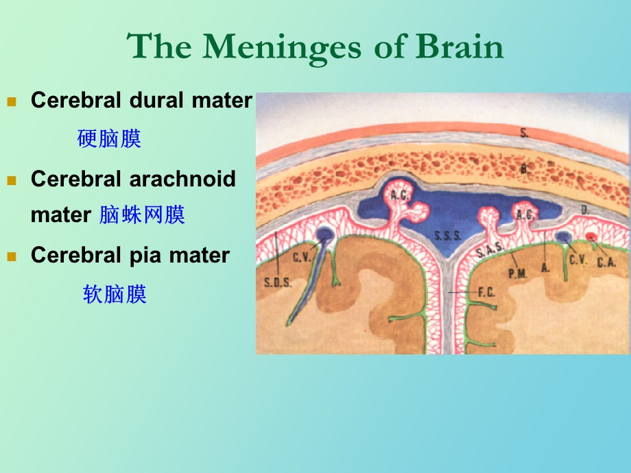 脑的被膜和脑脊液.ppt_第3页