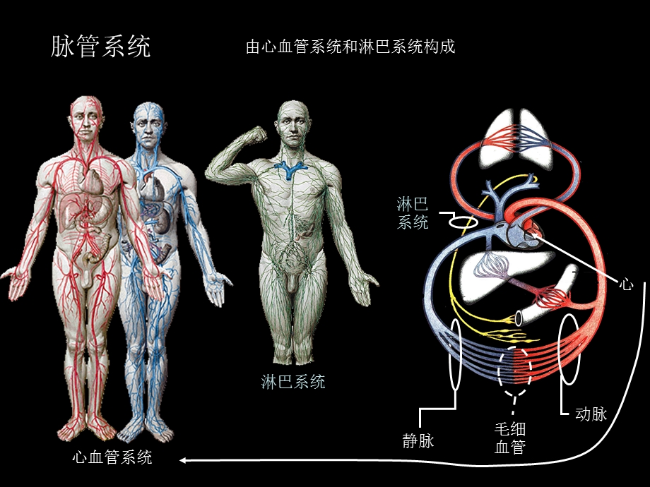 脉管系统总论、心脏.ppt_第2页