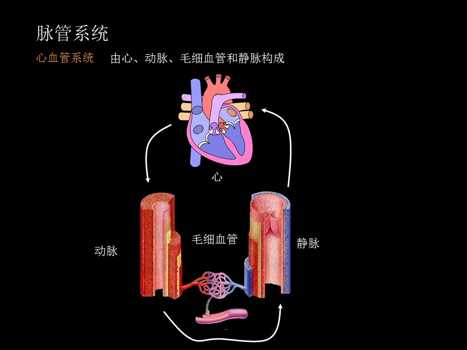 脉管系统总论、心脏.ppt_第3页