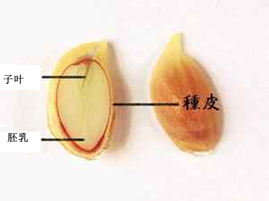 新教科版小学科学课件五年级上册种子发芽实验一课件.ppt_第2页