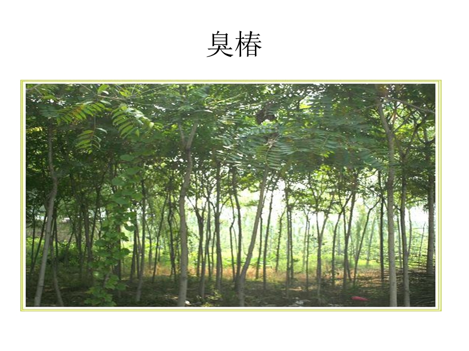 济南市商河县盛茂.ppt_第3页