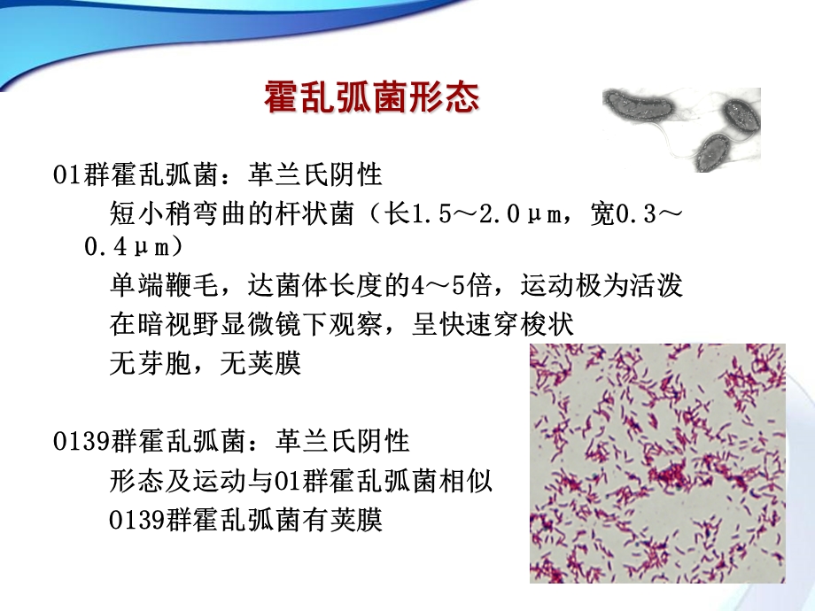 霍乱相关知识及霍乱疫情流行病学调查(新).ppt_第3页