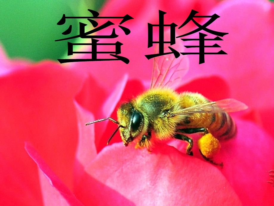 大班绘画蜜蜂课件.ppt_第2页