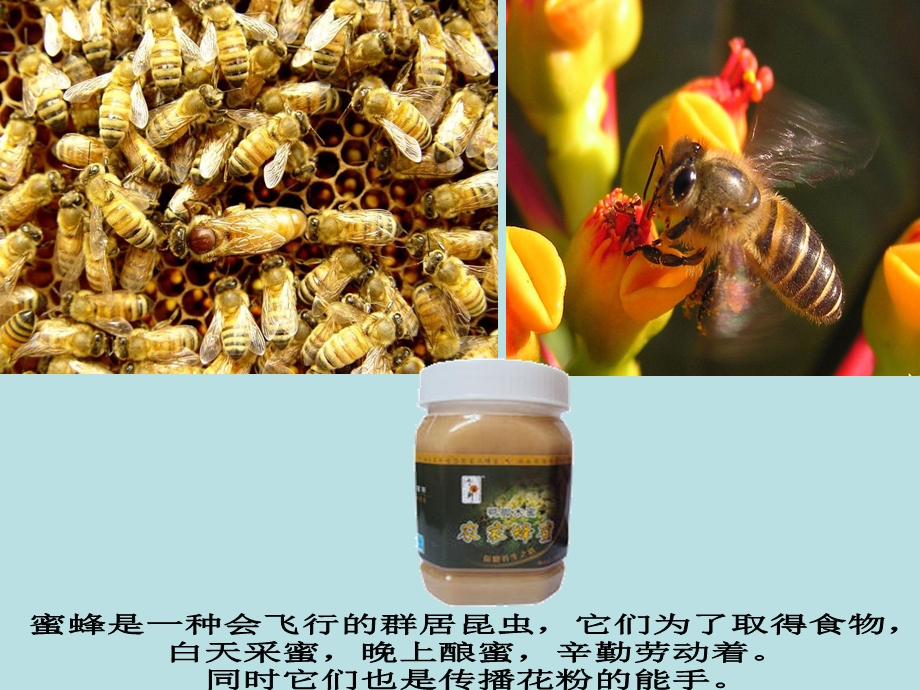 大班绘画蜜蜂课件.ppt_第3页