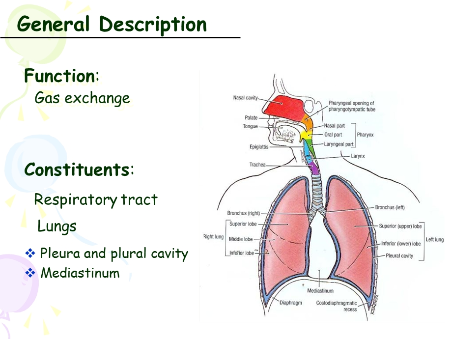呼吸系统解剖学医学.ppt_第3页