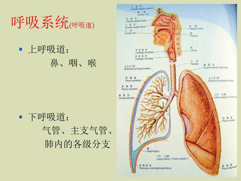 呼吸系统解剖.ppt_第3页