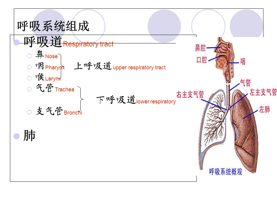 呼吸系统解剖、常见疾病及护理技术.ppt_第2页