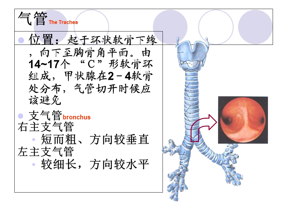 呼吸系统解剖、常见疾病及护理技术.ppt_第3页