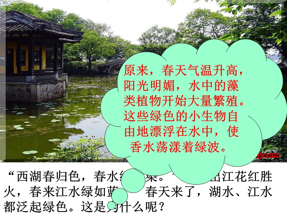 常见的植物无种子植物.ppt_第2页