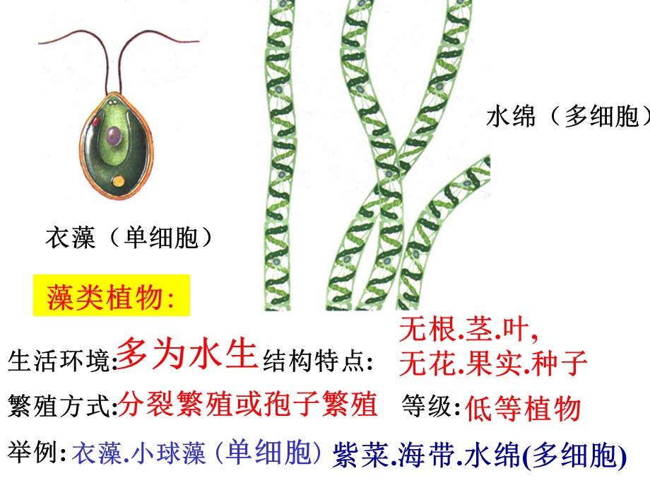 常见的植物无种子植物.ppt_第3页