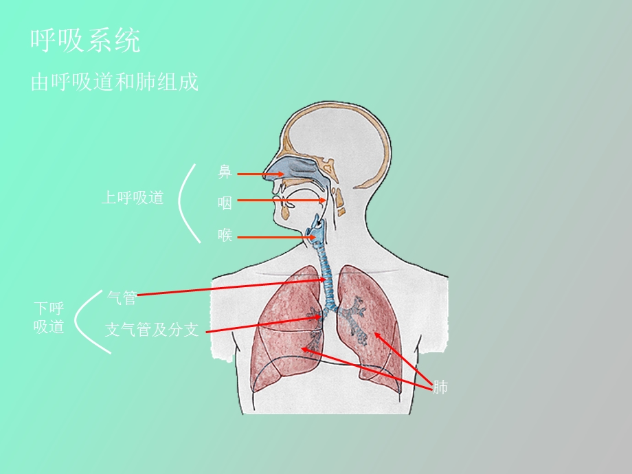 呼吸纵膈泌尿.ppt_第2页