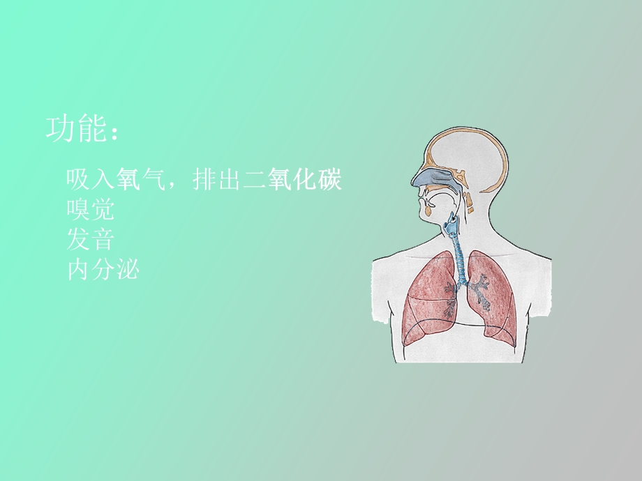 呼吸纵膈泌尿.ppt_第3页