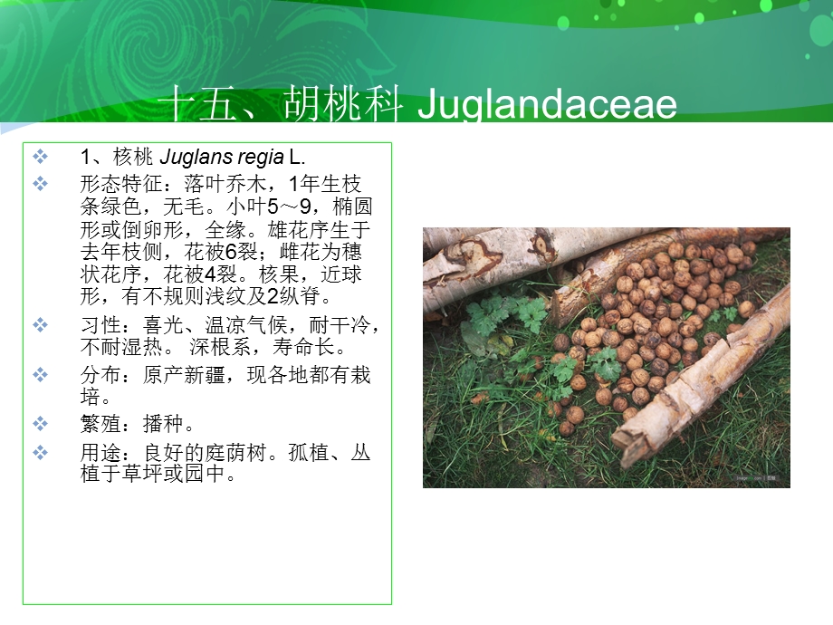 胡桃科Juglandacea.ppt_第2页