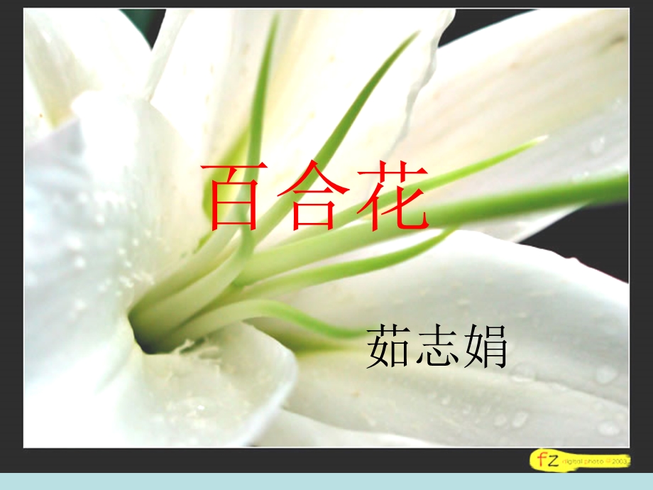 百合花课件公开.ppt_第1页