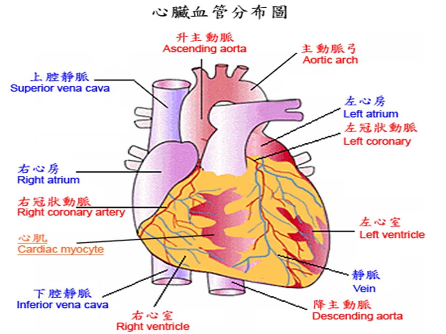 急性心梗患者介入术后护理PPT课件.ppt_第2页