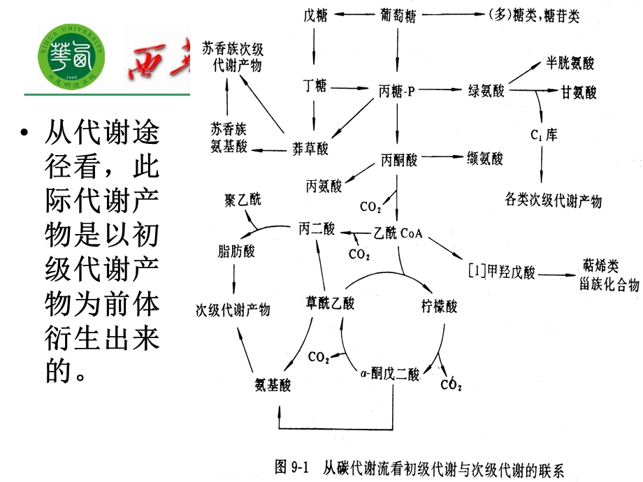 抗生素的生物合成与调节机制.ppt_第2页