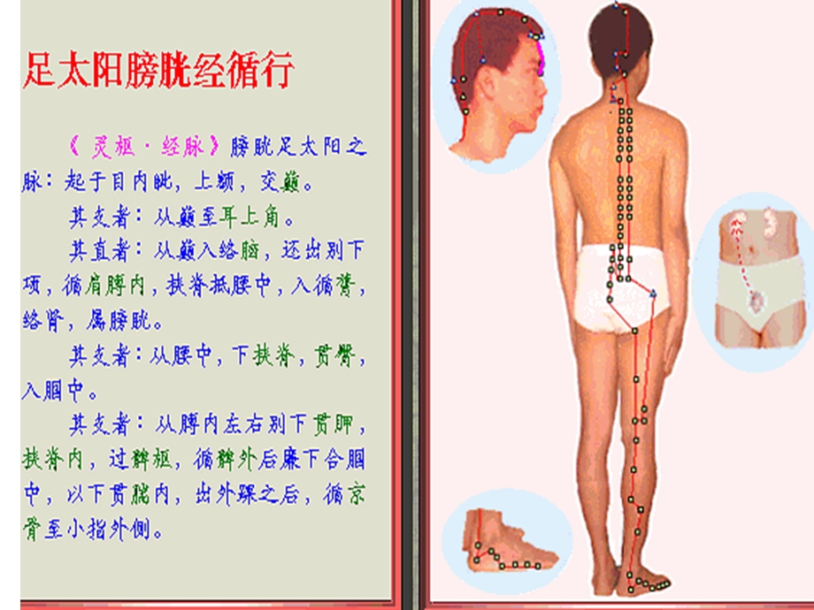 足太阳膀胱经脉循行示图【精品共享-ppt】.ppt_第1页