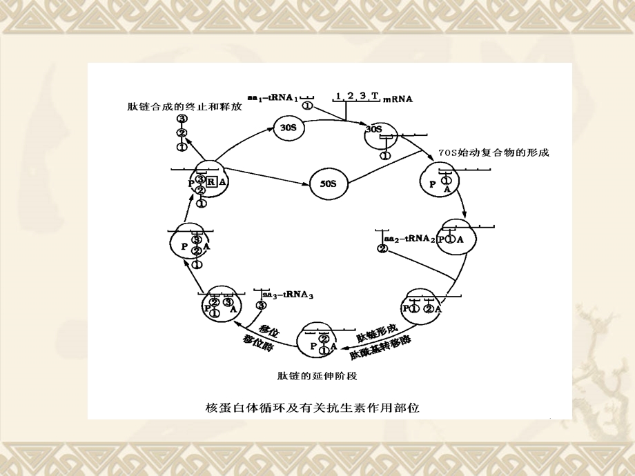 大环内酯类及其它类抗生素.ppt_第3页