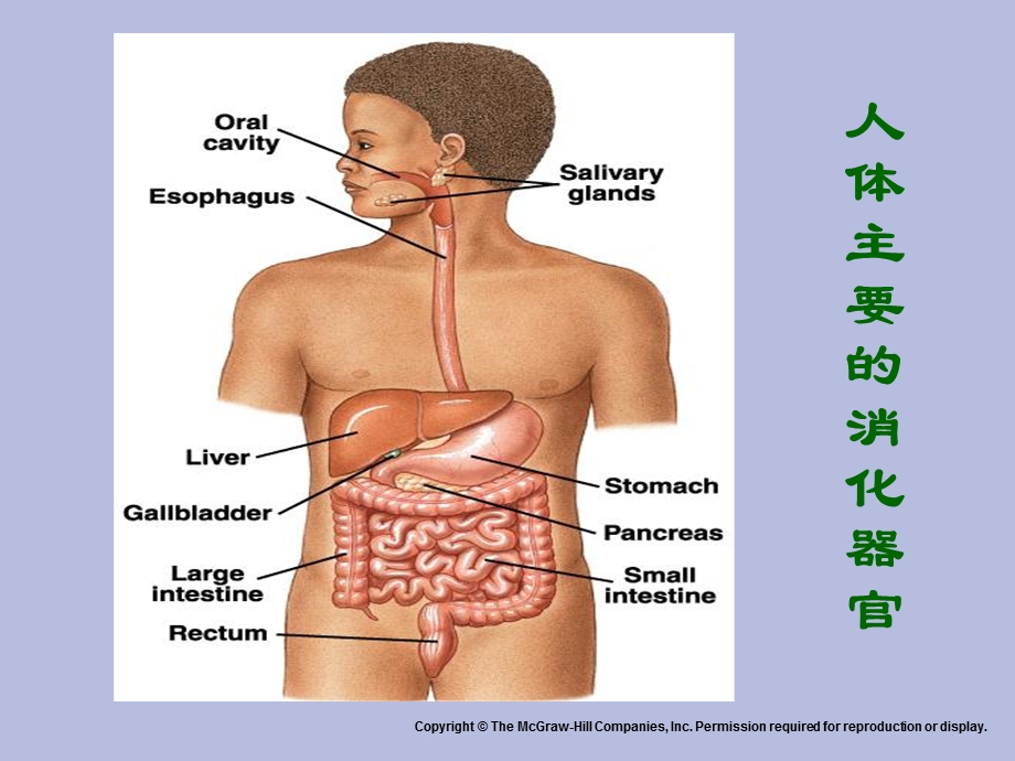 消化系统生理.ppt_第3页