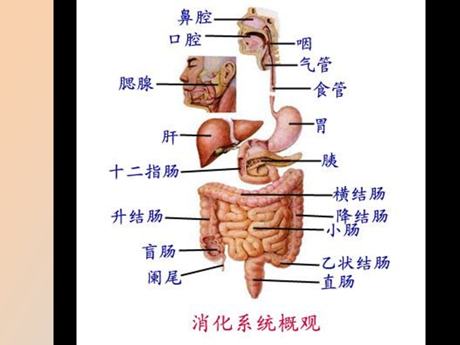 消化系统概论.ppt_第3页