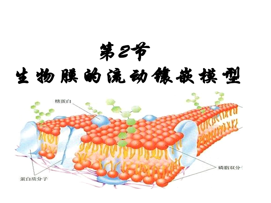 生物膜的流动镶嵌模型公开.ppt_第3页