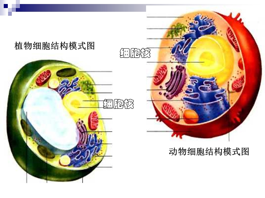 3.3细胞核(李福田).ppt_第1页