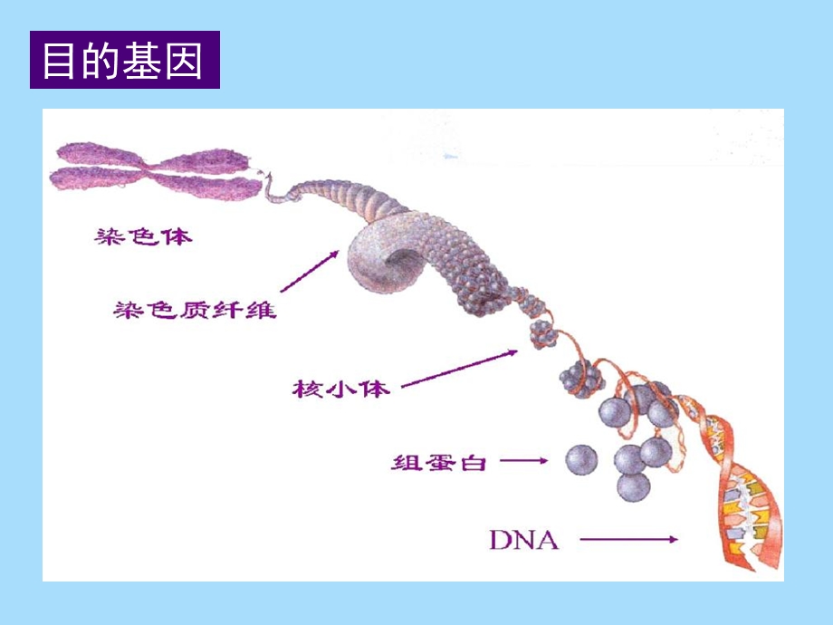 目的基因获得.ppt_第2页