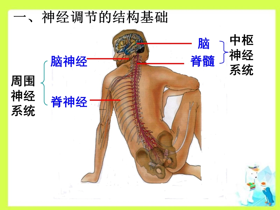 神经调节复习课件.ppt_第2页