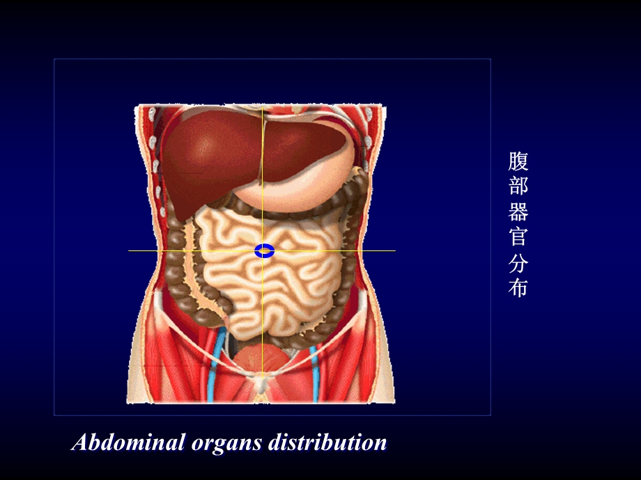 腹部常见病变的主要的症状和体征.ppt_第2页