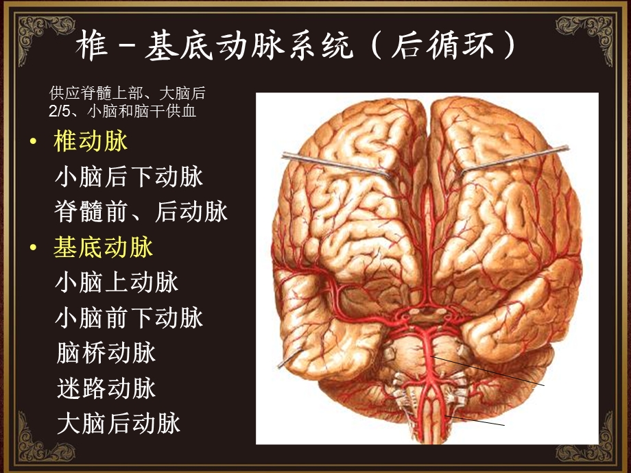 脑血管解剖及脑梗塞定位诊断动脉系统.ppt_第2页
