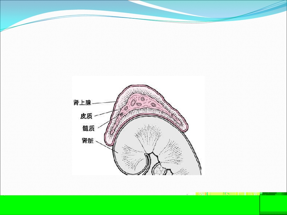 icu常见内分泌系统疾病.ppt_第3页