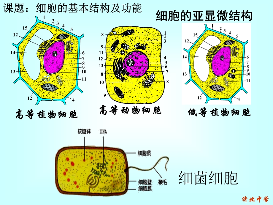 《细胞的结构与功能》.ppt_第2页