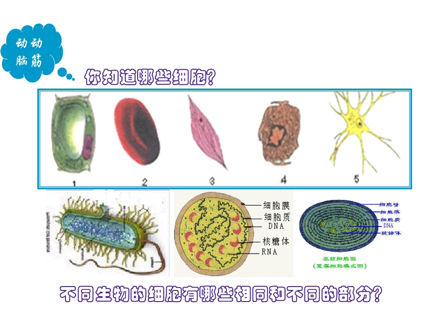 《细胞的类型和结构》课件4(苏教版).ppt_第3页