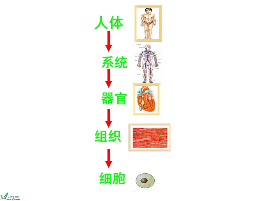 六年级下册科学《人体的组成》.ppt_第3页