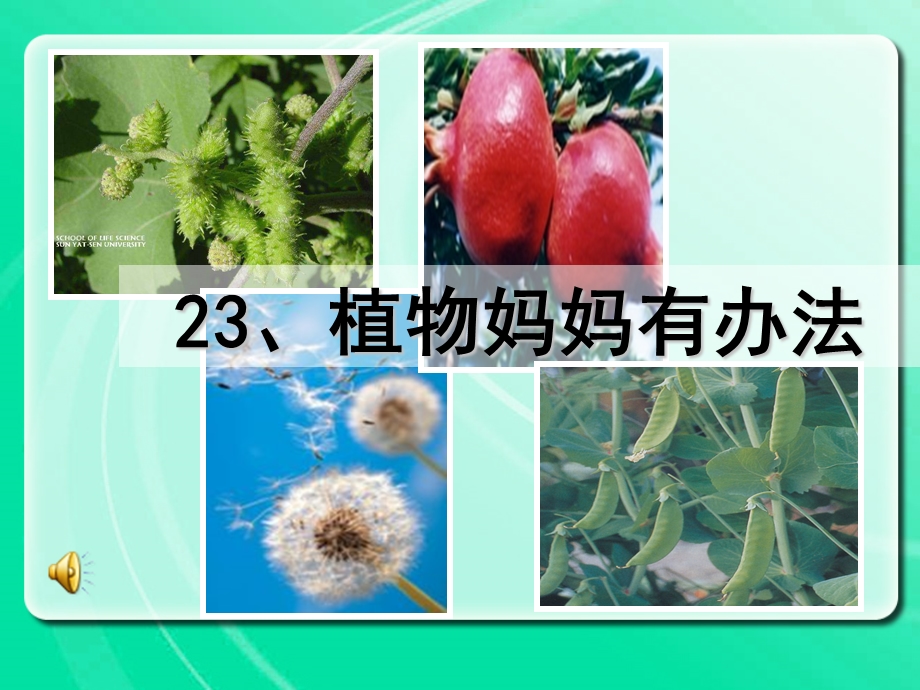 小学语文二年级上册《植物妈妈有办法》.ppt_第3页