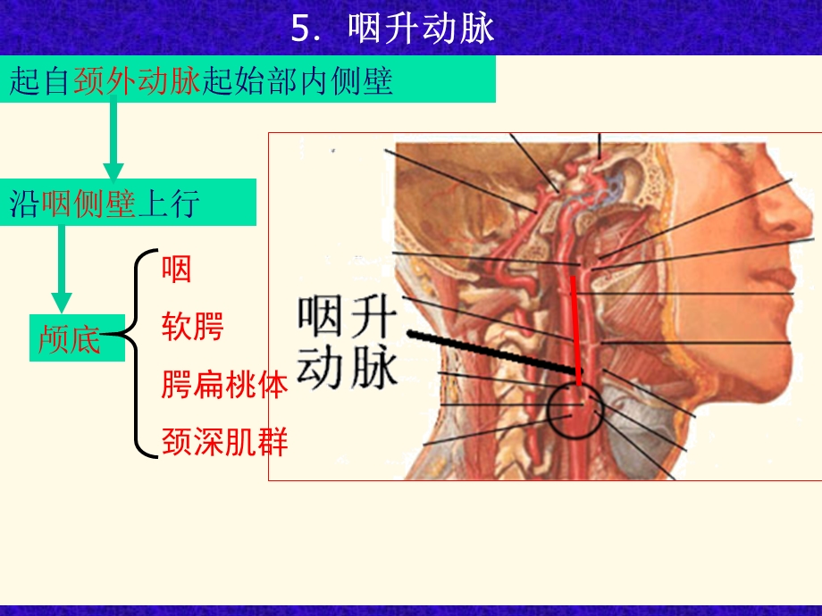 部分颈外动脉与颈内动脉锁骨下动脉.ppt_第1页