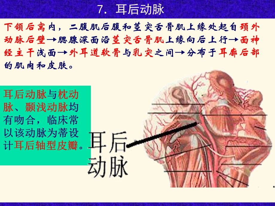 部分颈外动脉与颈内动脉锁骨下动脉.ppt_第3页