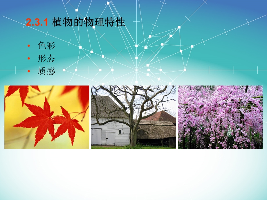 景观设计树.ppt_第3页