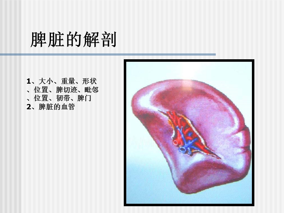 脾脏及脾脏疾病影像学表现2.ppt_第2页